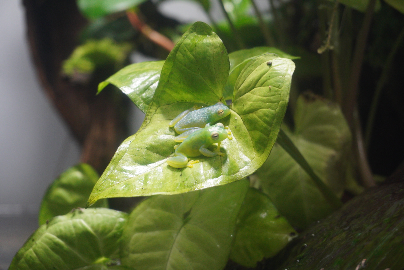 Hour Glass Tree Frog