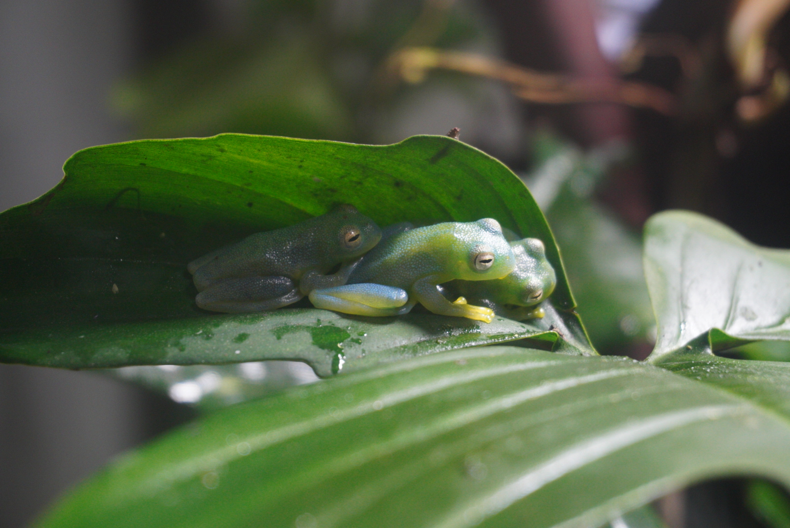 Hour Glass Tree Frog