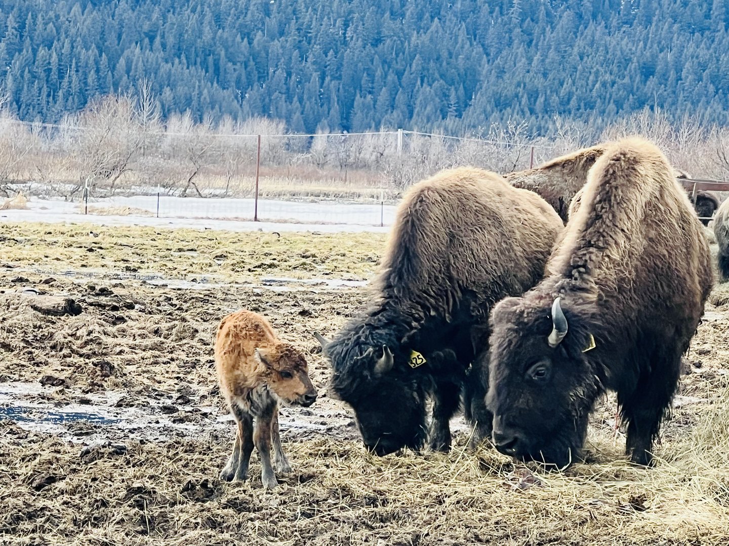 Hour Old Wood Bison Calf