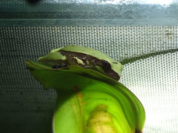 Hourglass tree frog (Dendropsophus ebraccatus)