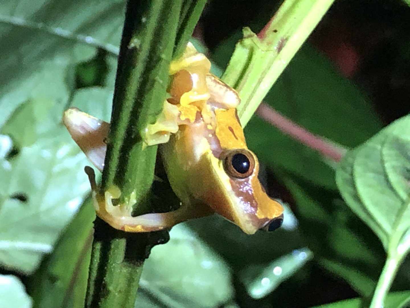 Hourglass treefrog (San Carlos, Costa Rica)