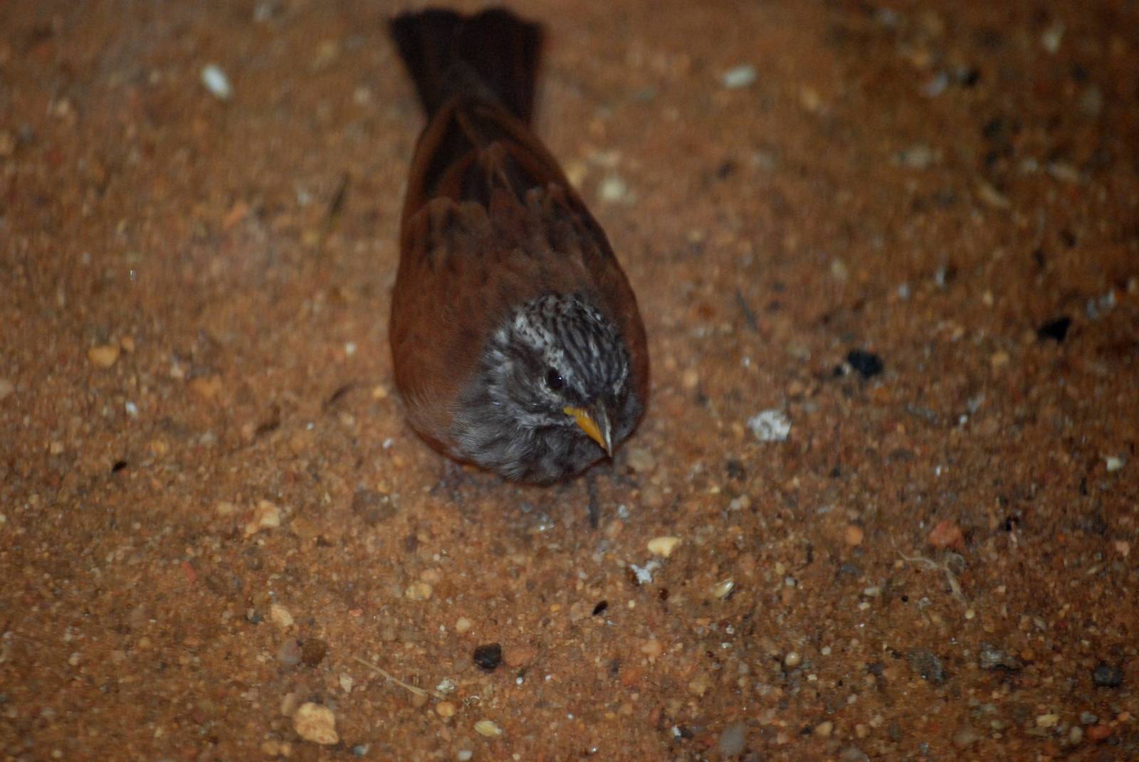 House Bunting at Pilsen, 31/08/12