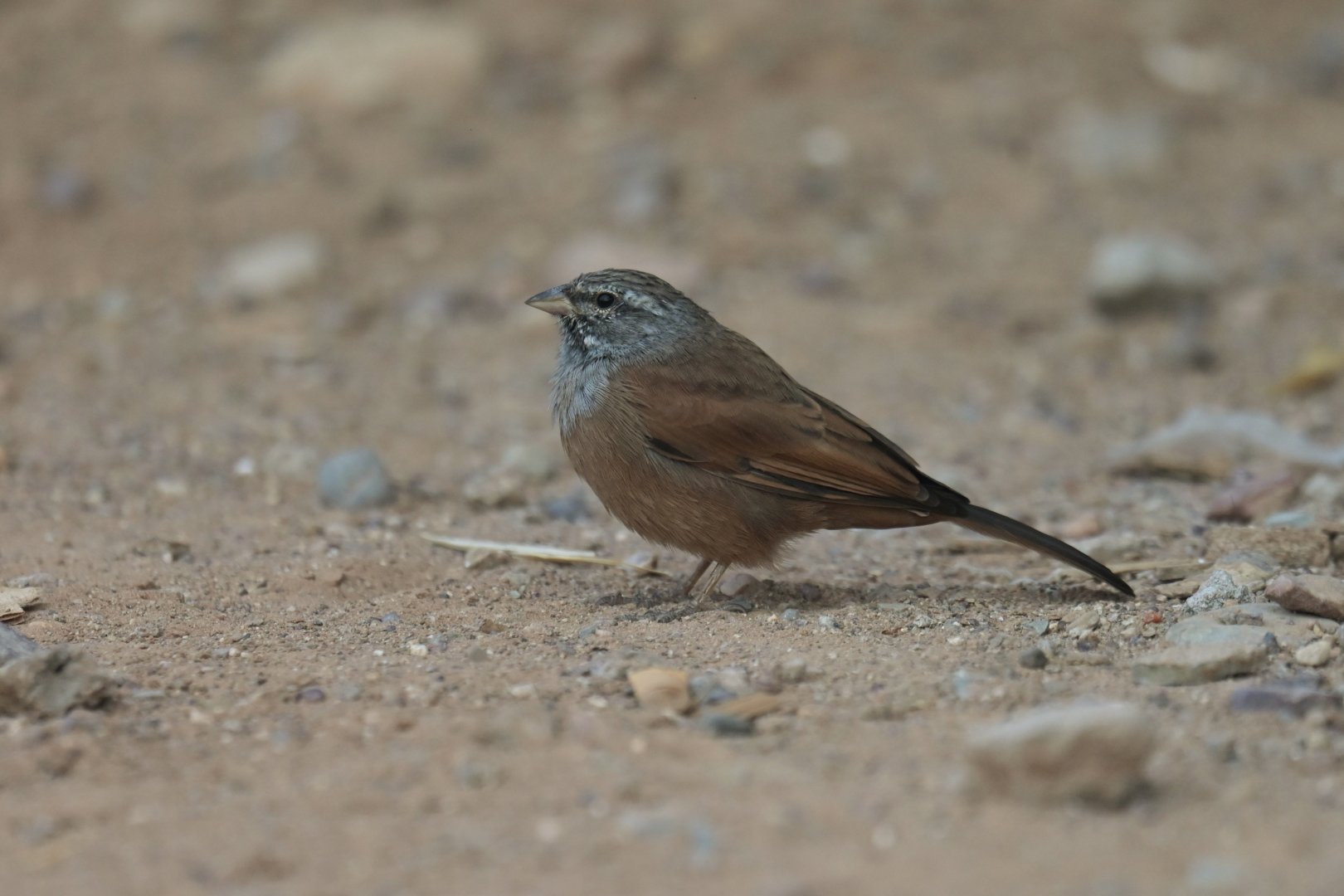 House bunting Emberiza sahari