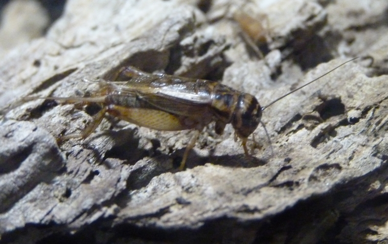 House cricket (Acheta domesticus)