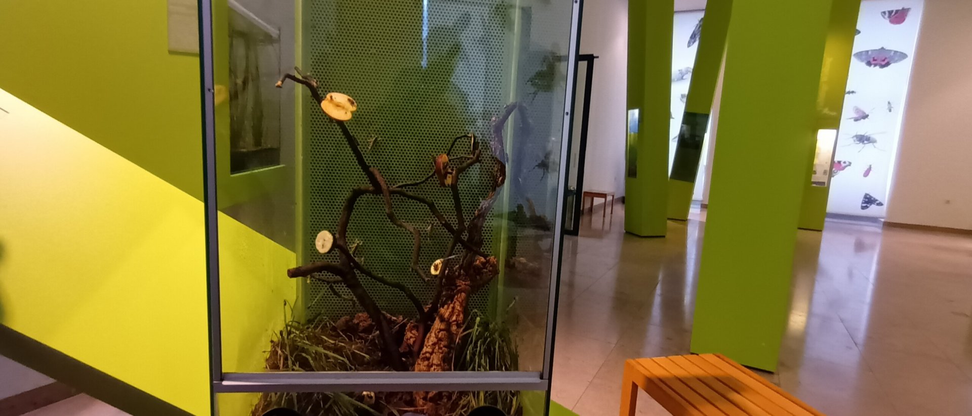 House Cricket and Desert Locust Habitat