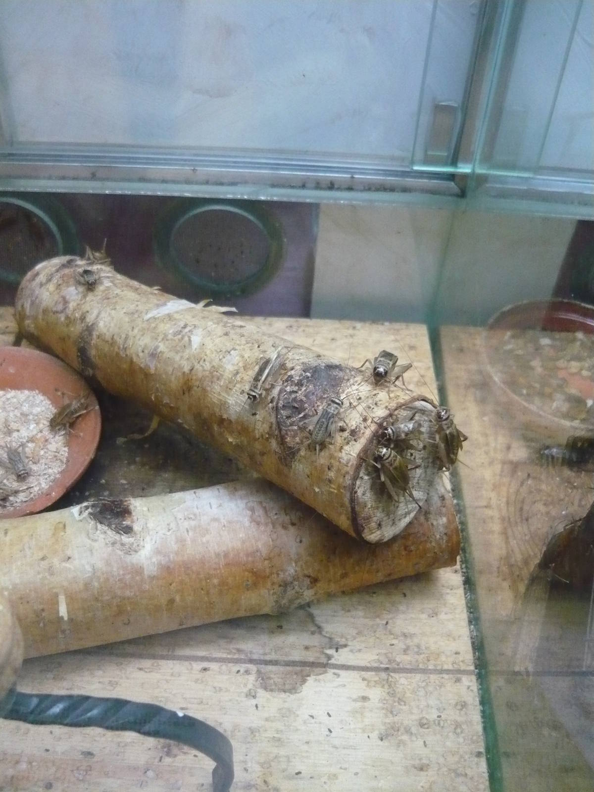 House crickets (Acheta domestica)