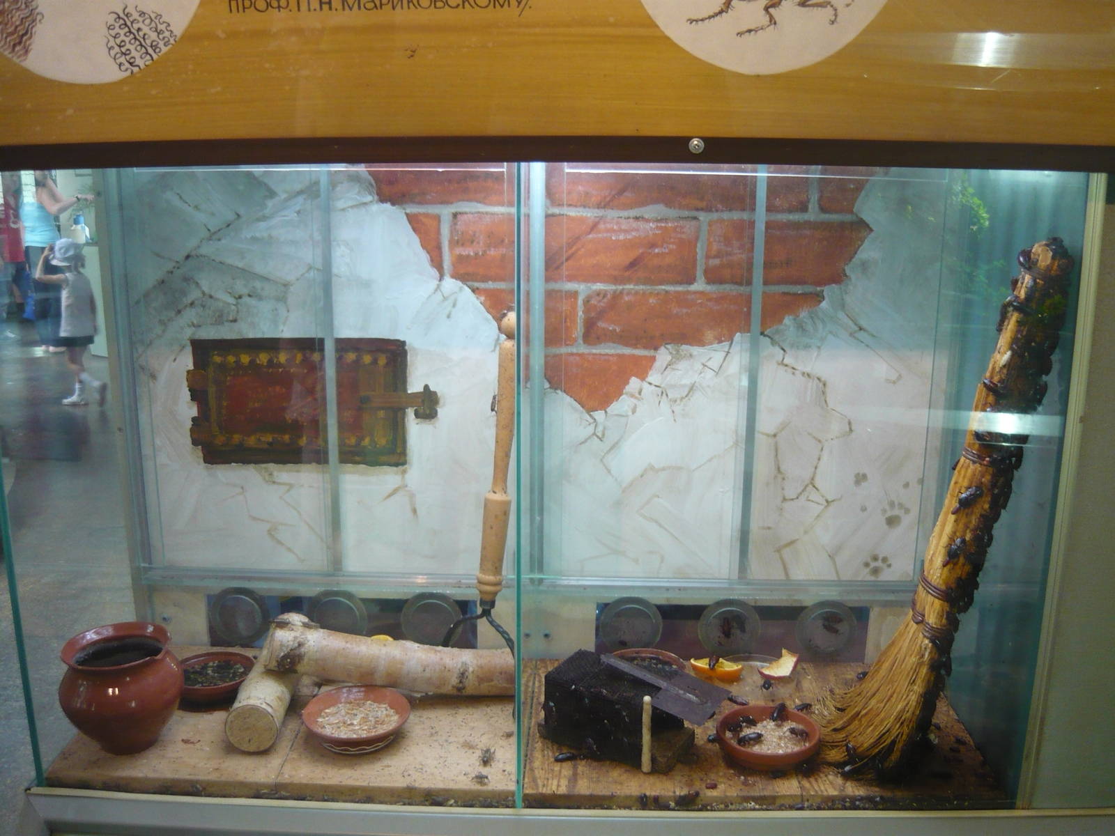 House crickets and Oriental cockroaches exhibits