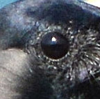 House crow eye