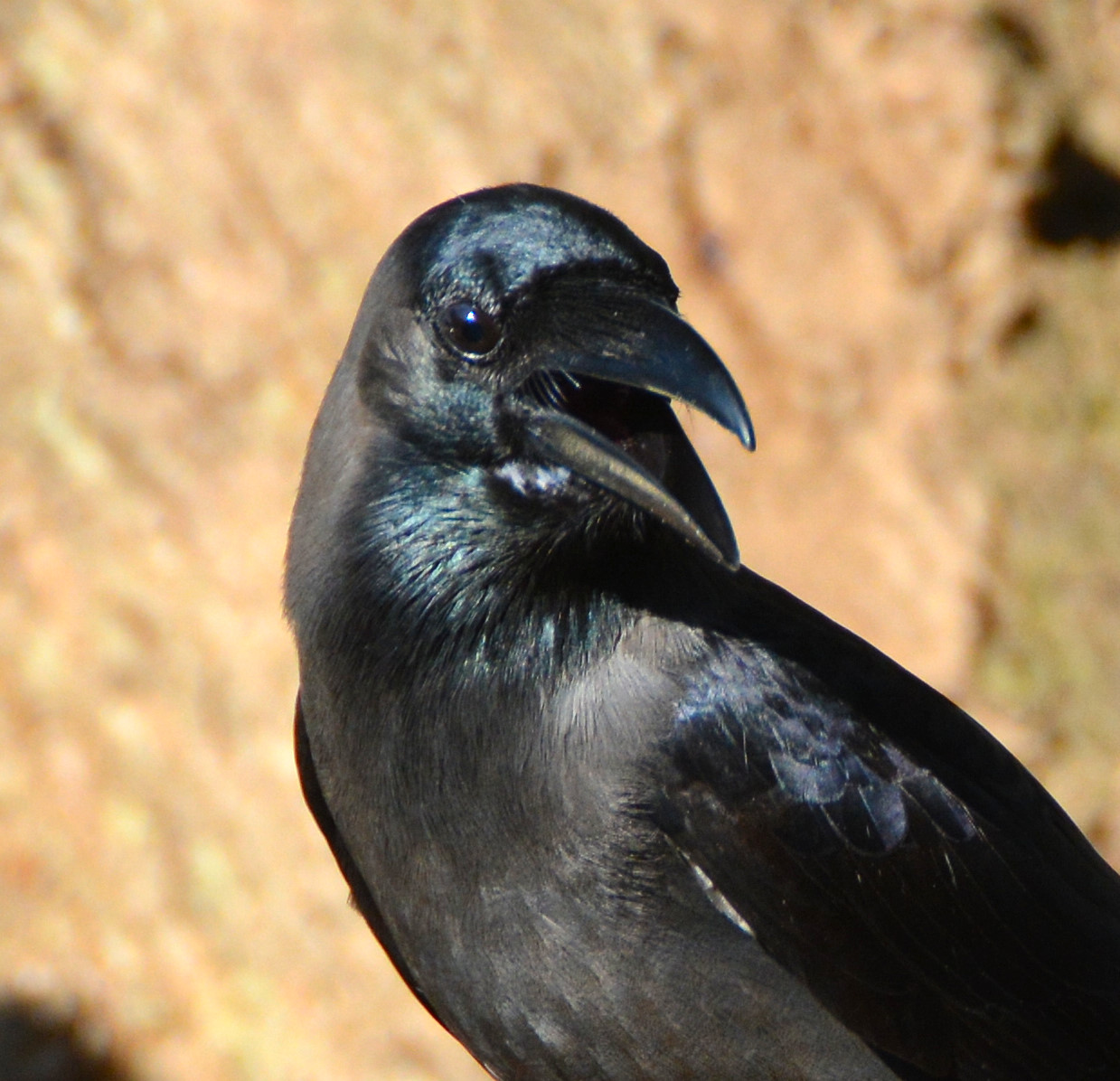 House crow