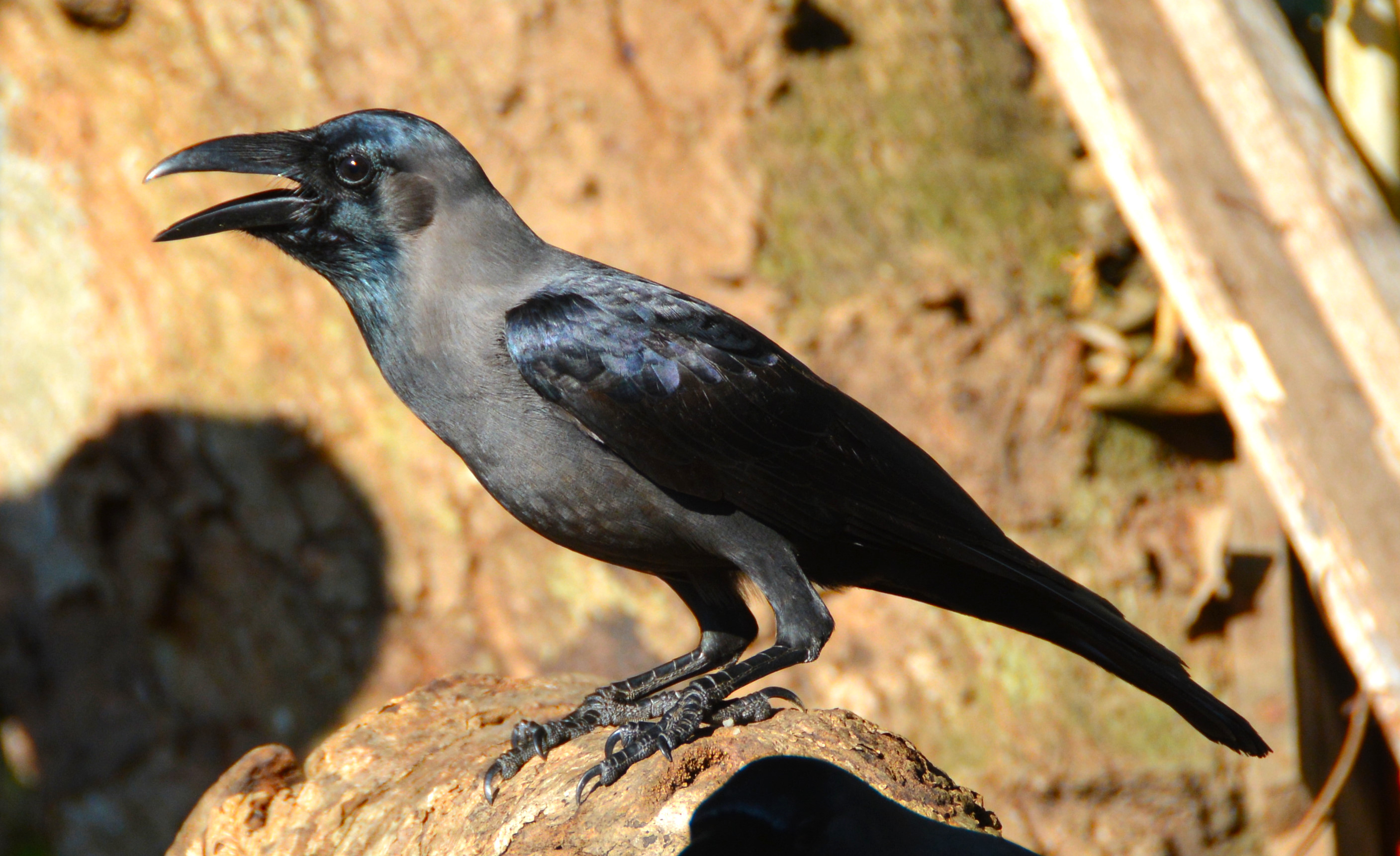 House crow