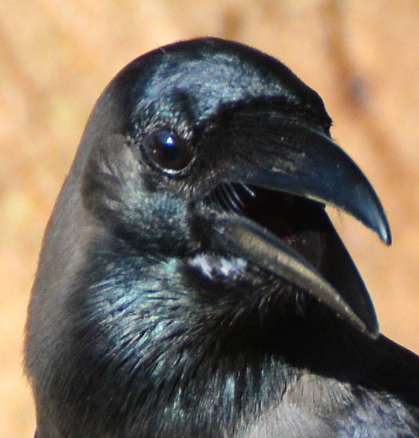 House crow