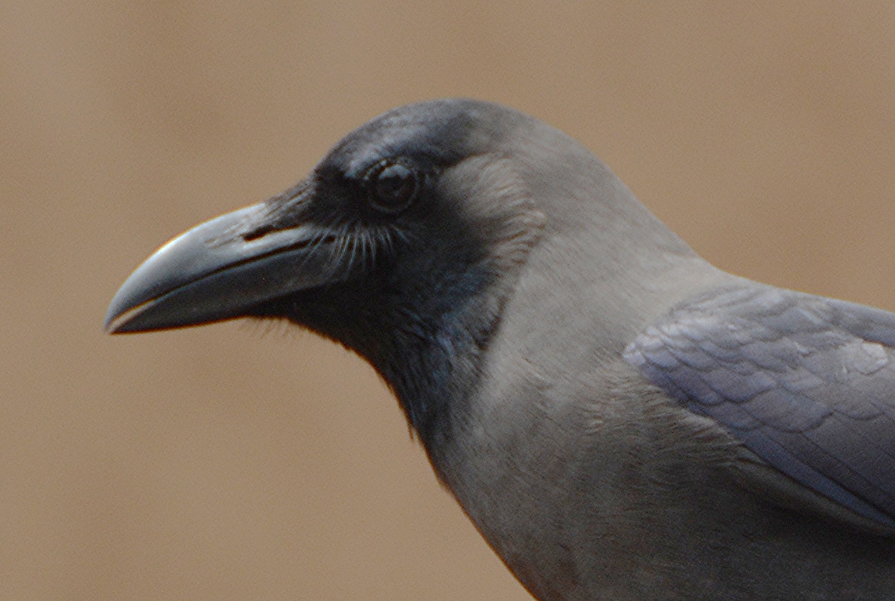 House crow