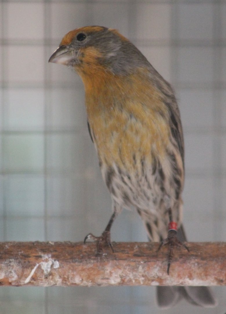 House finch - Carpodacus mexicanus - yellow phase