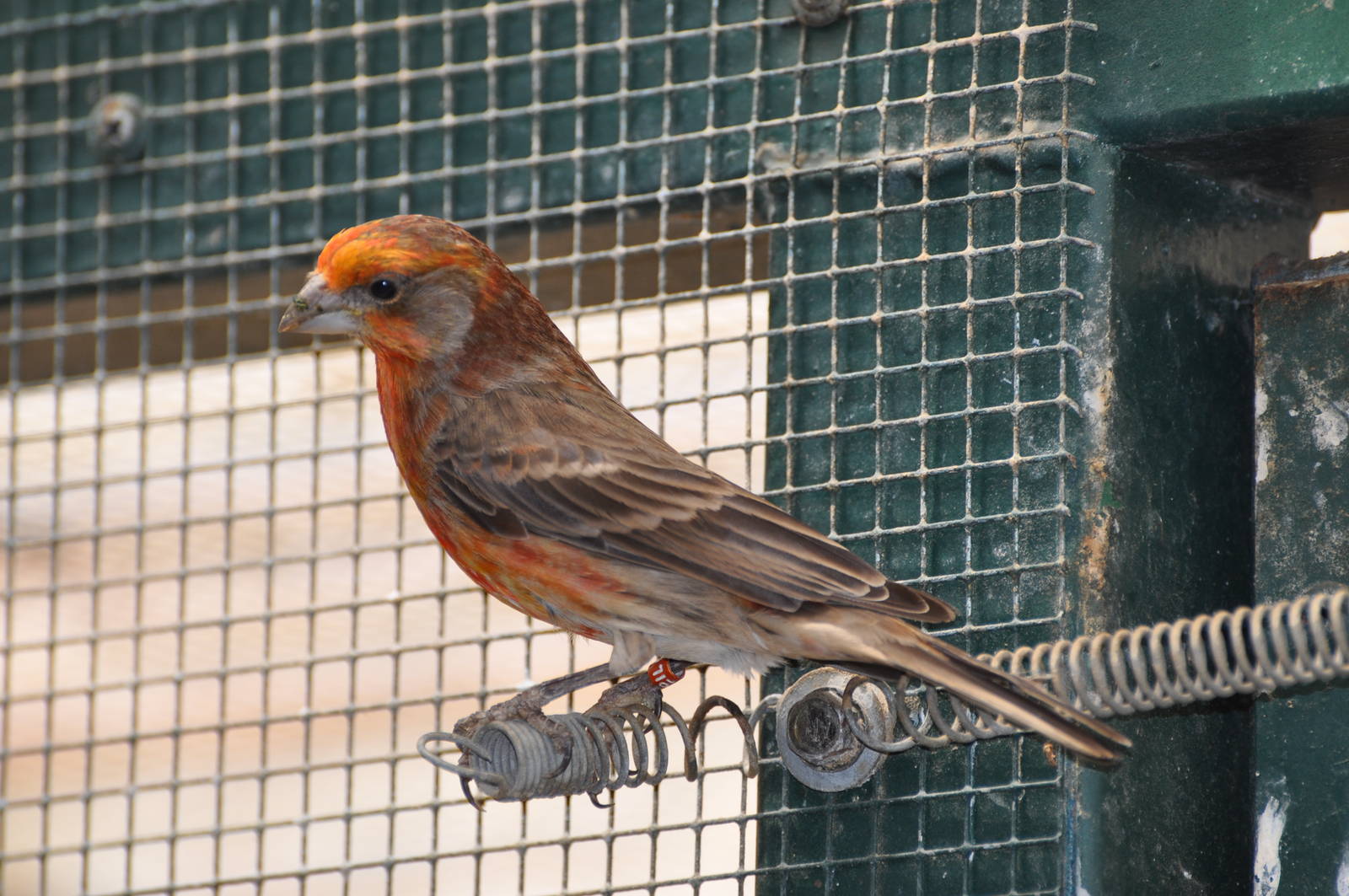 House finch/ Carpodacus mexicanus