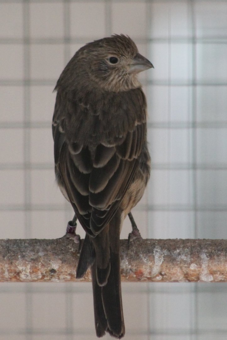 House finch -Carpodacus mexicanus