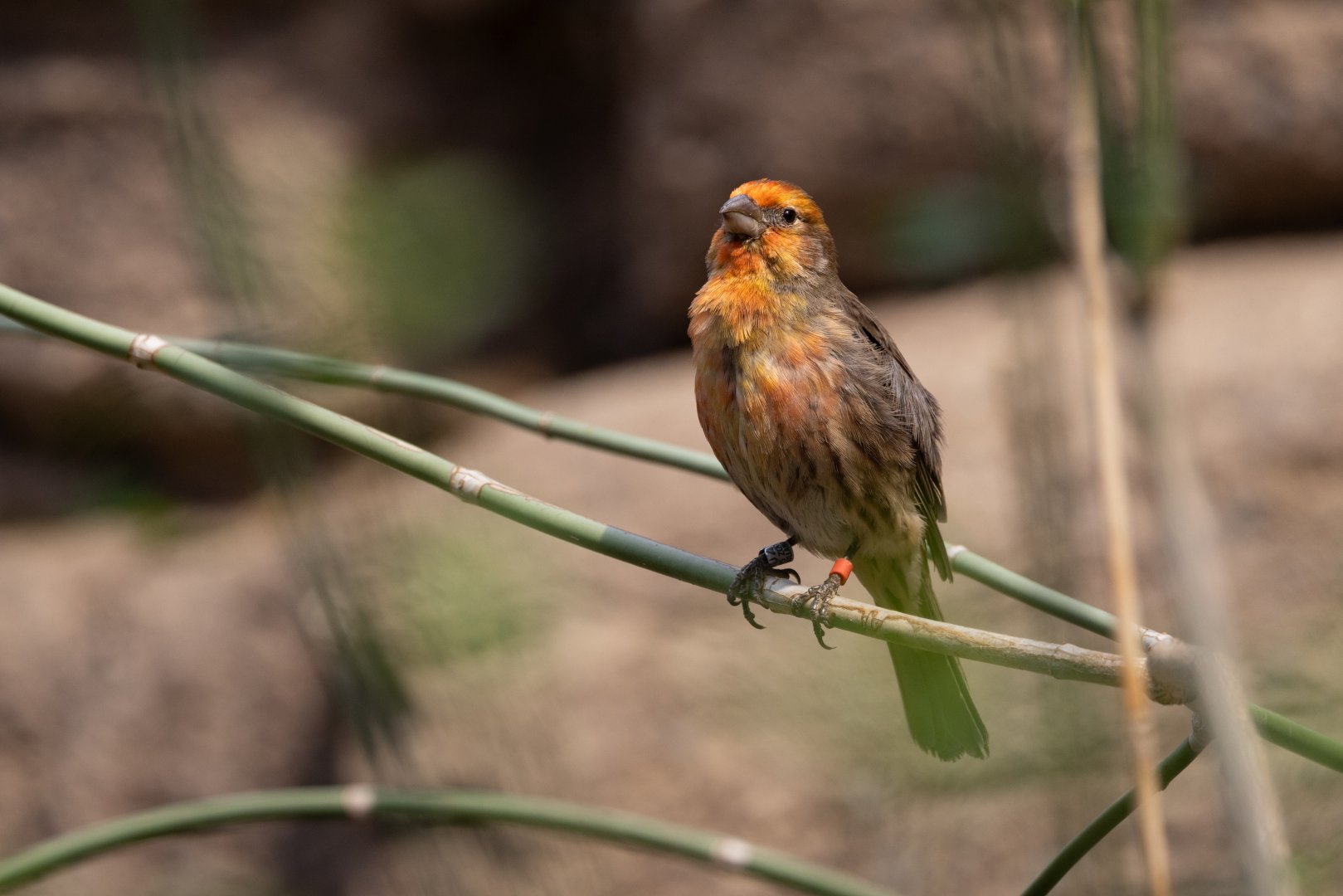 House Finch (Haemorhous mexicanus) - Desert
