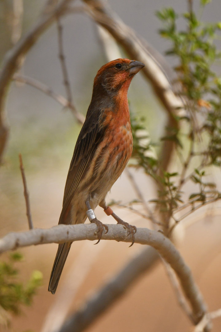 House Finch Haemorhous mexicanus