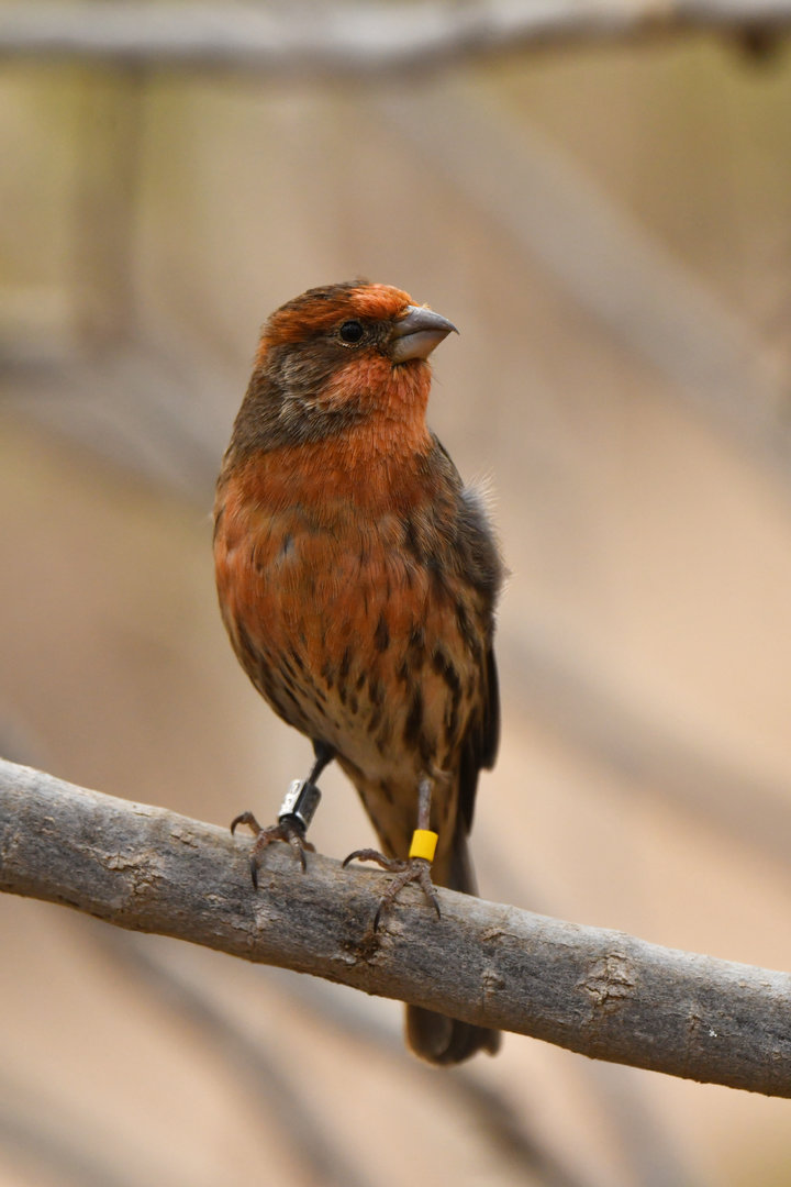 House Finch Haemorhous mexicanus