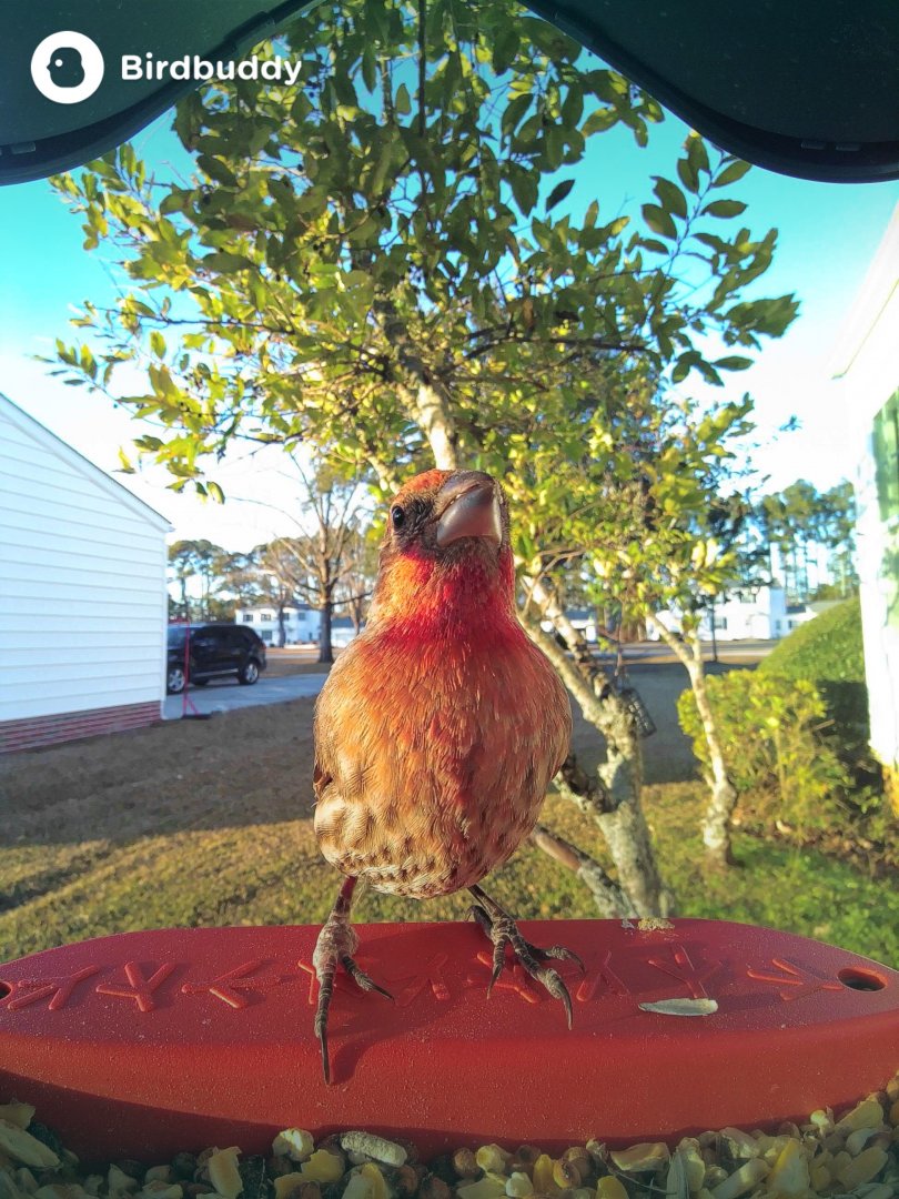 House Finch (Haemorhous mexicanus)