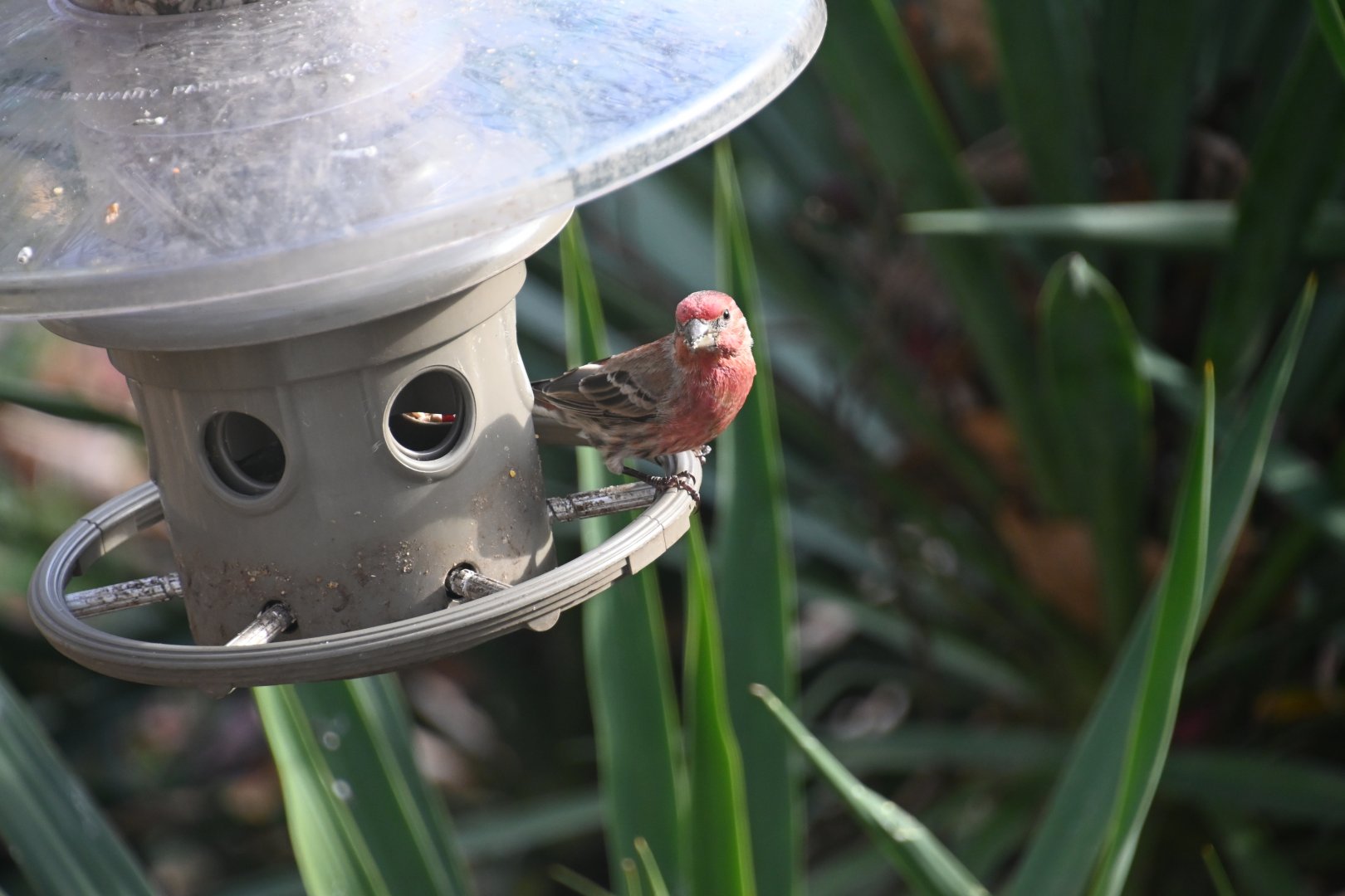 House finch (Haemorhous mexicanus)