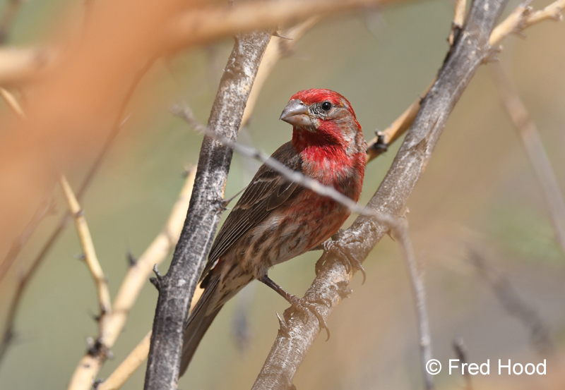 house finch (male)