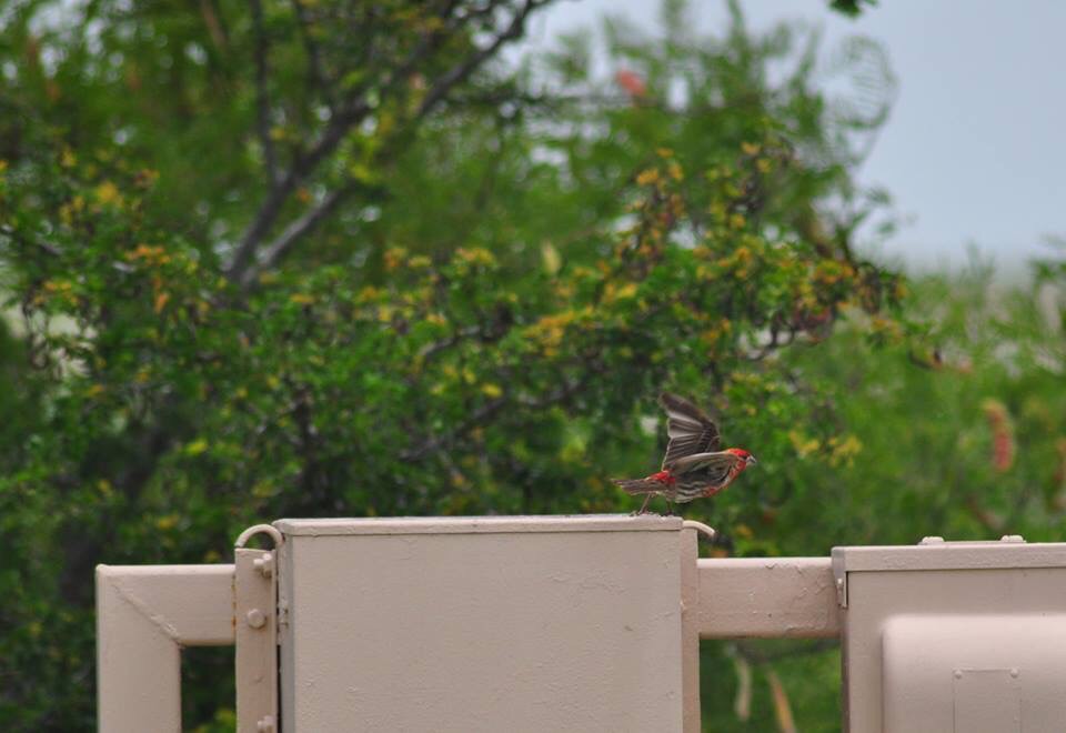 House Finch - Texas