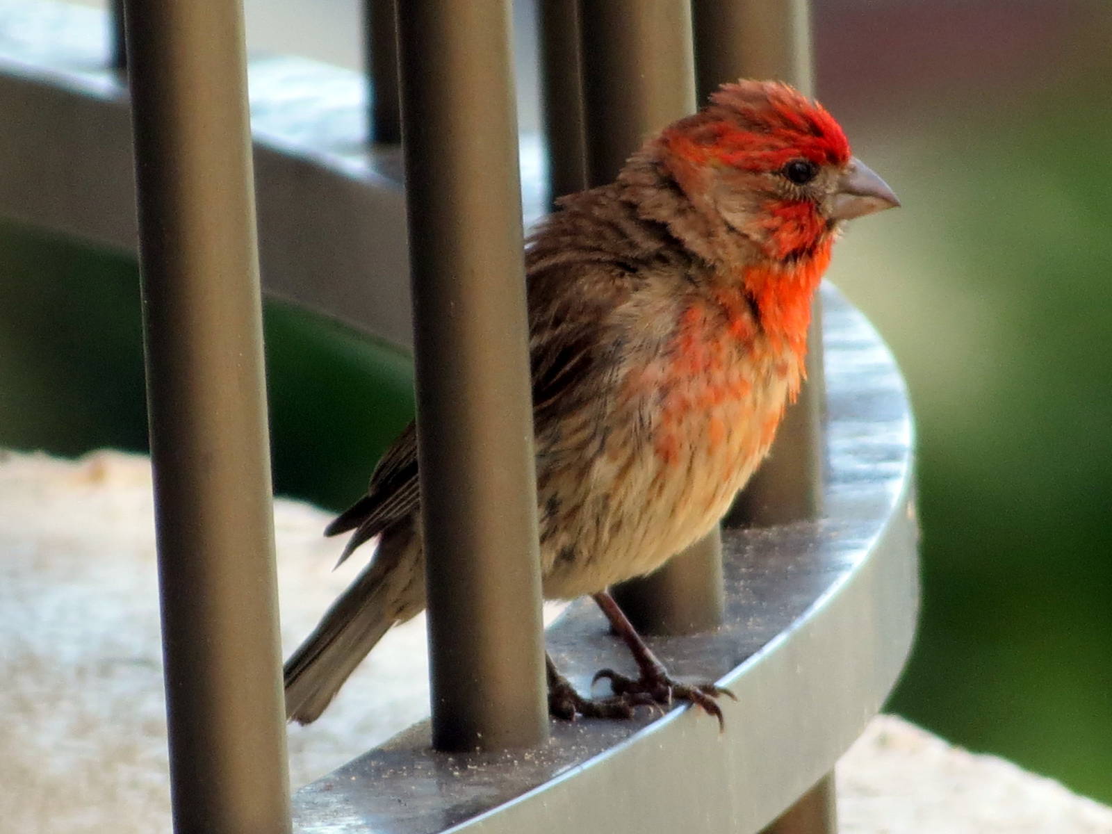 House Finch
