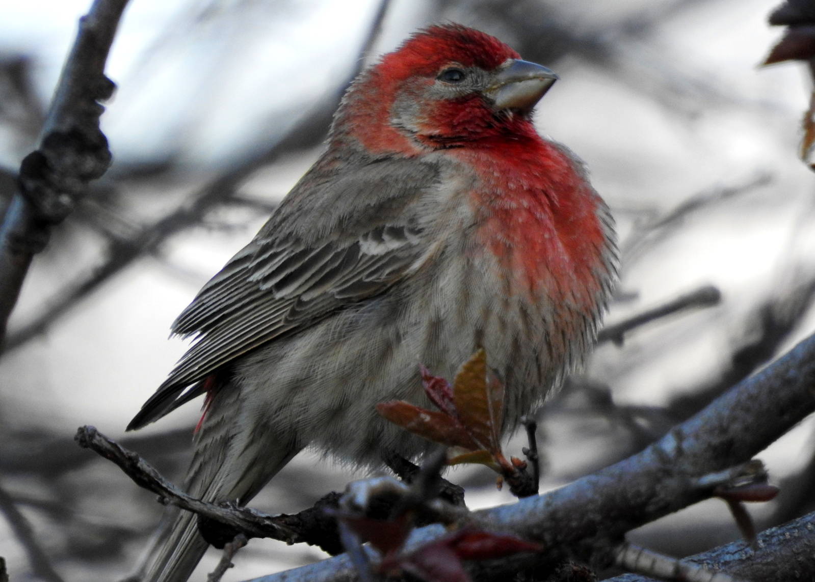 House Finch