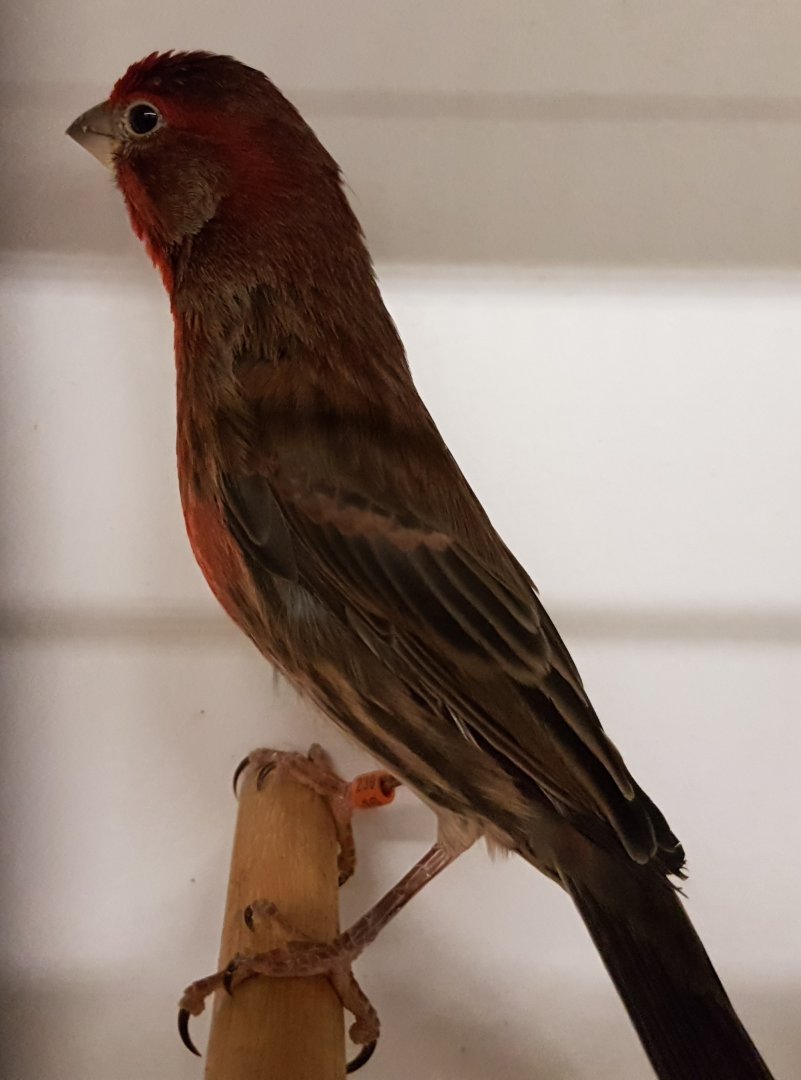 House finch
