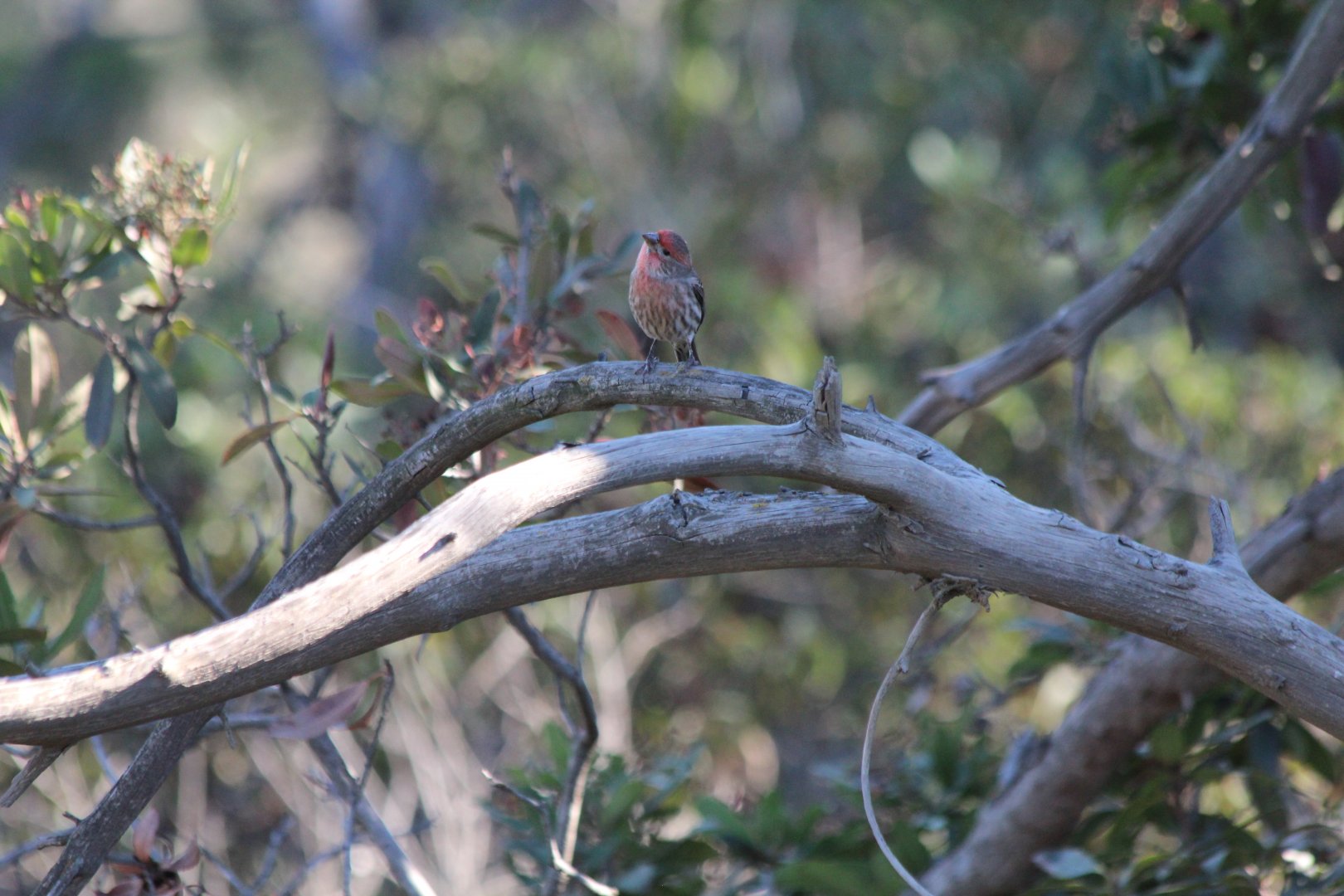 House Finch