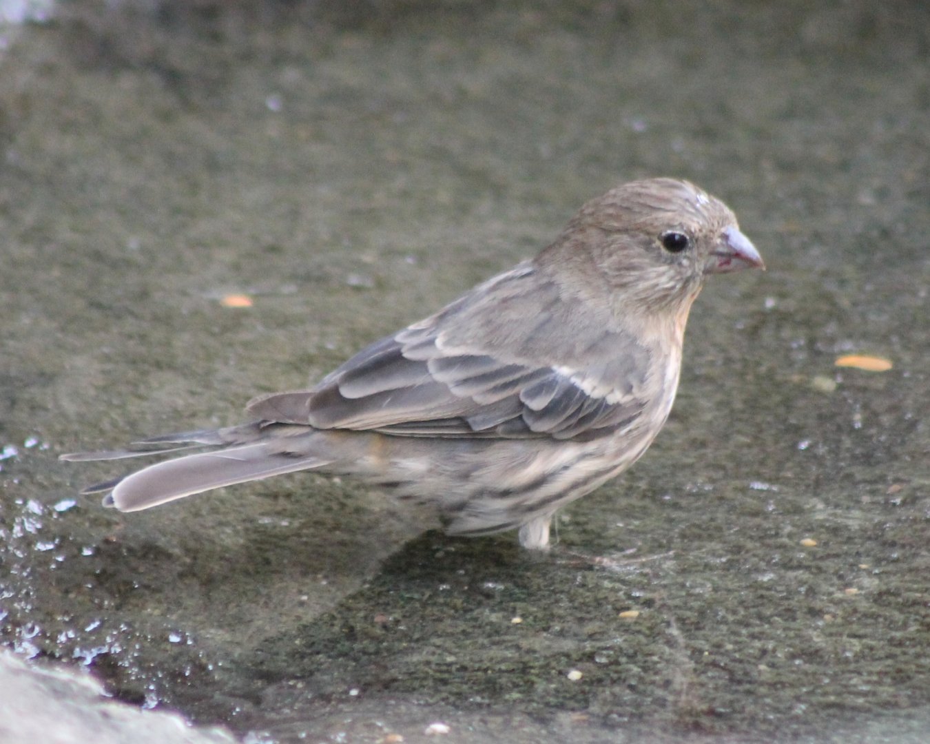 House finch