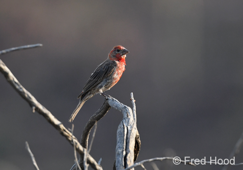house finch