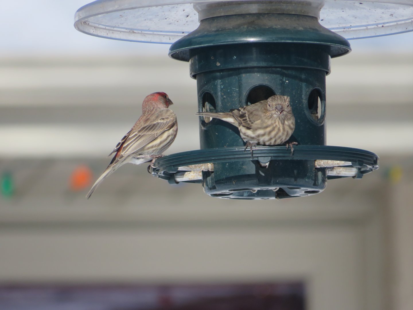 House finch