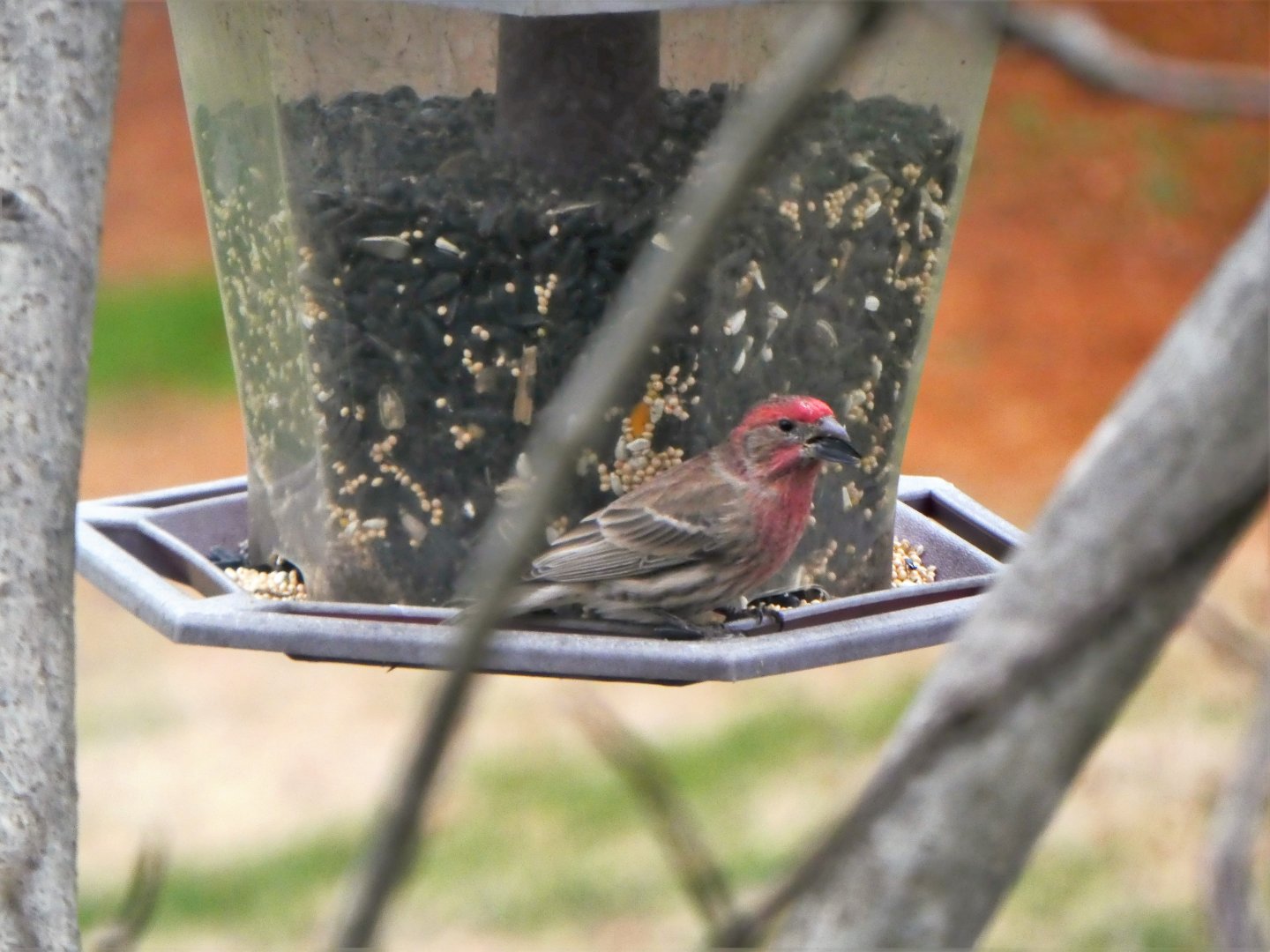 House Finch