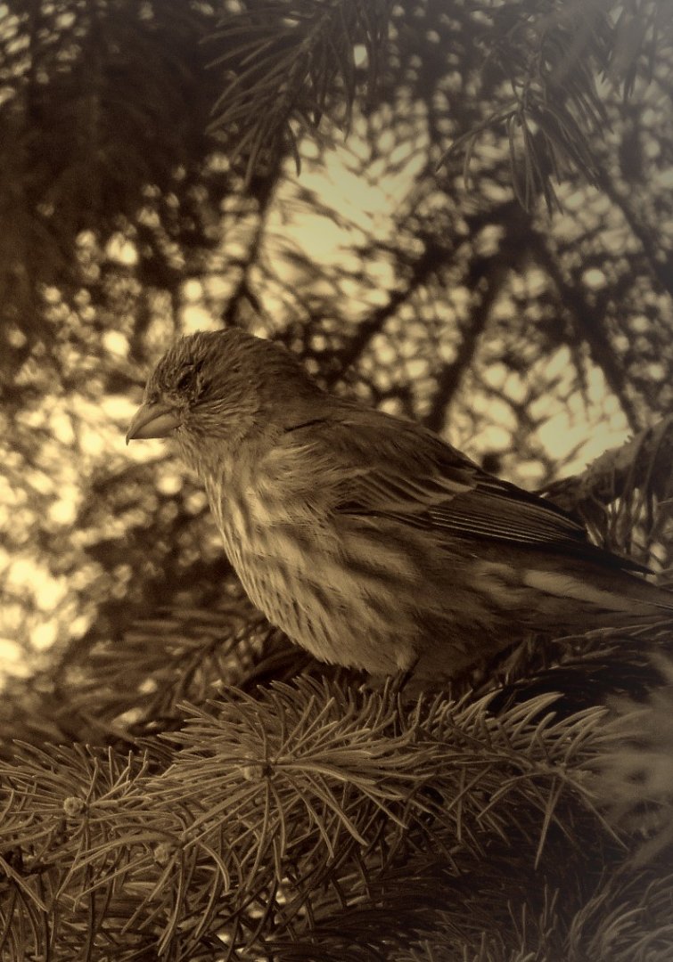 House Finch