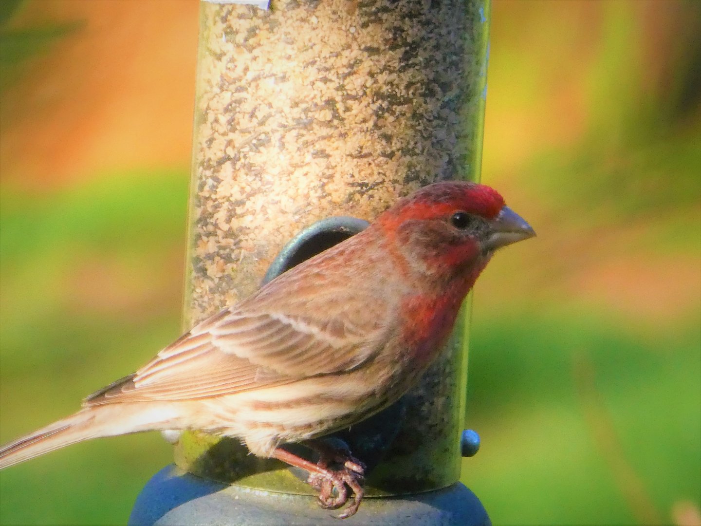 House Finch