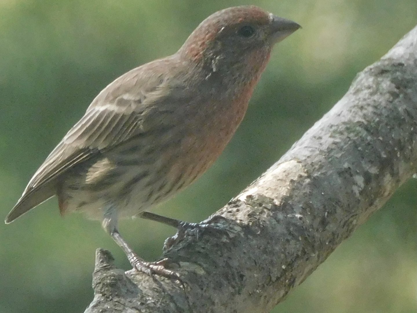House finch