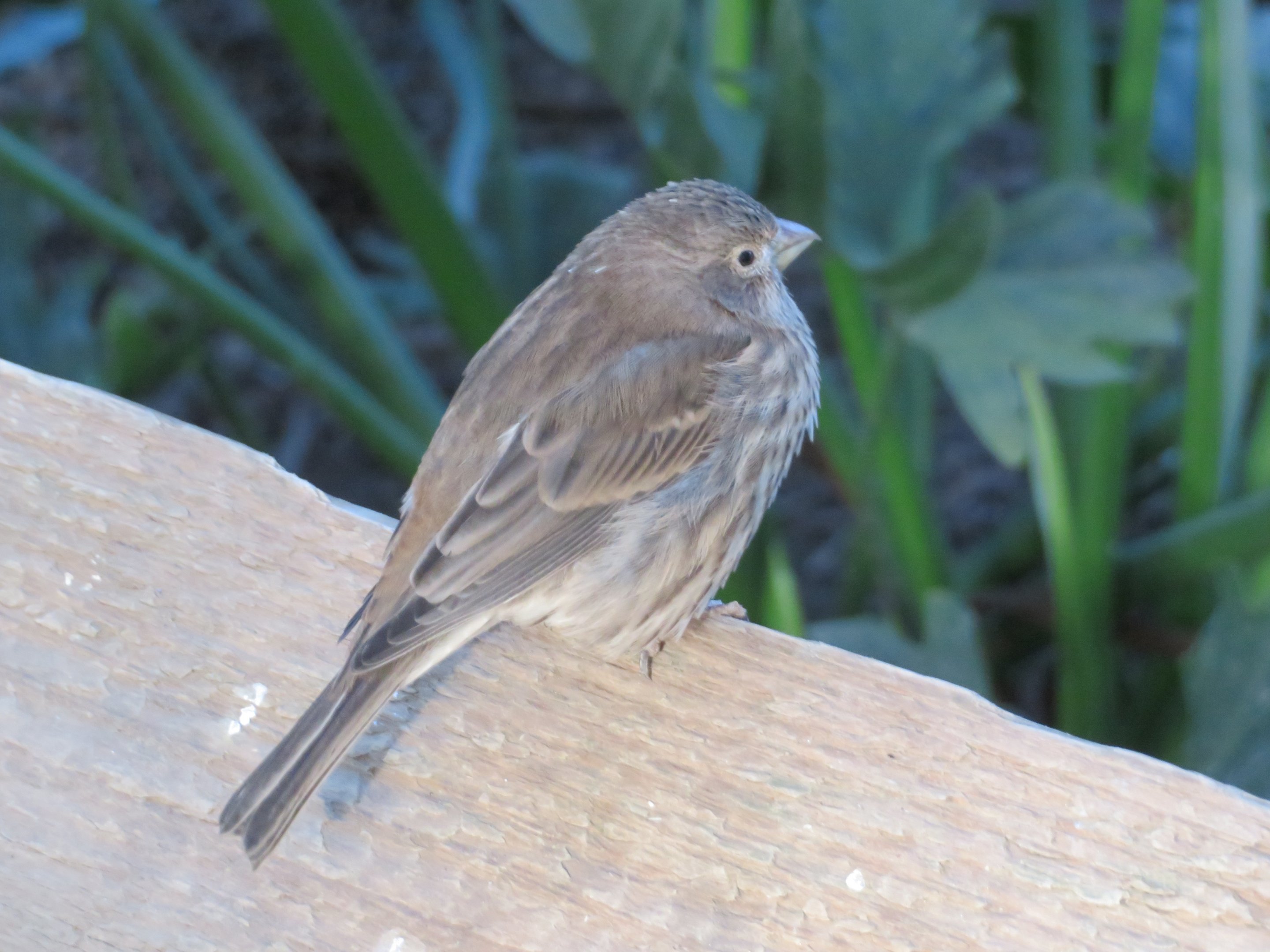 House Finch?
