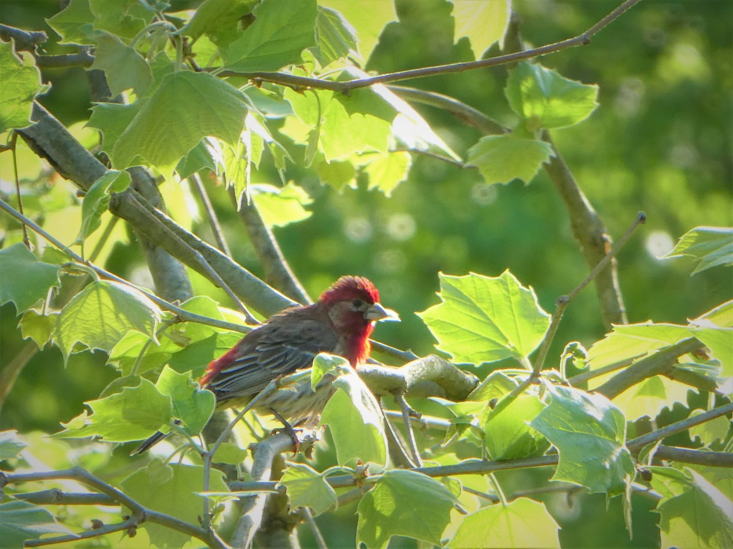 House Finch