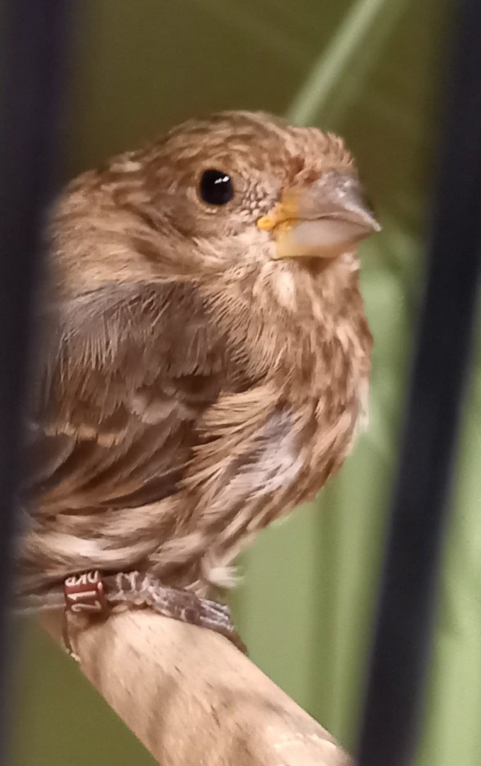 House finch