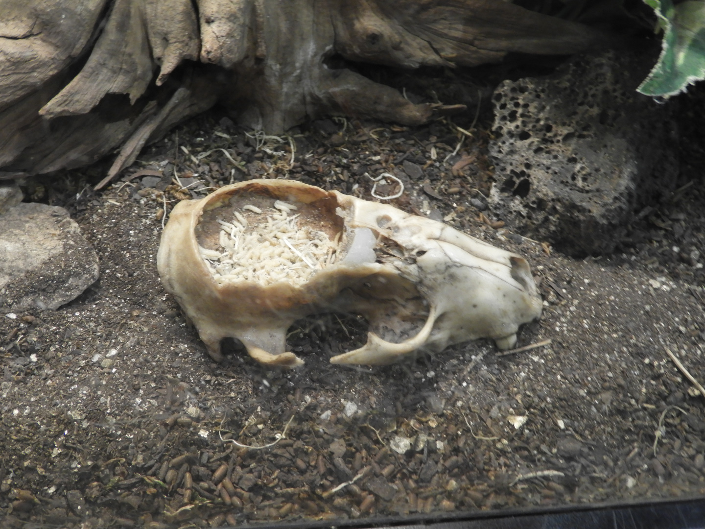 House Fly (Musca domestica) maggots