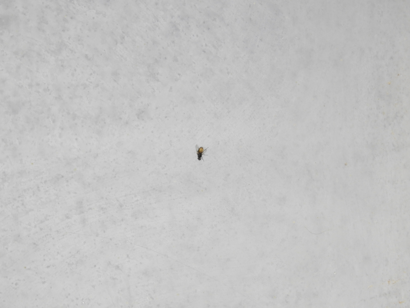 House Fly (Musca domestica)