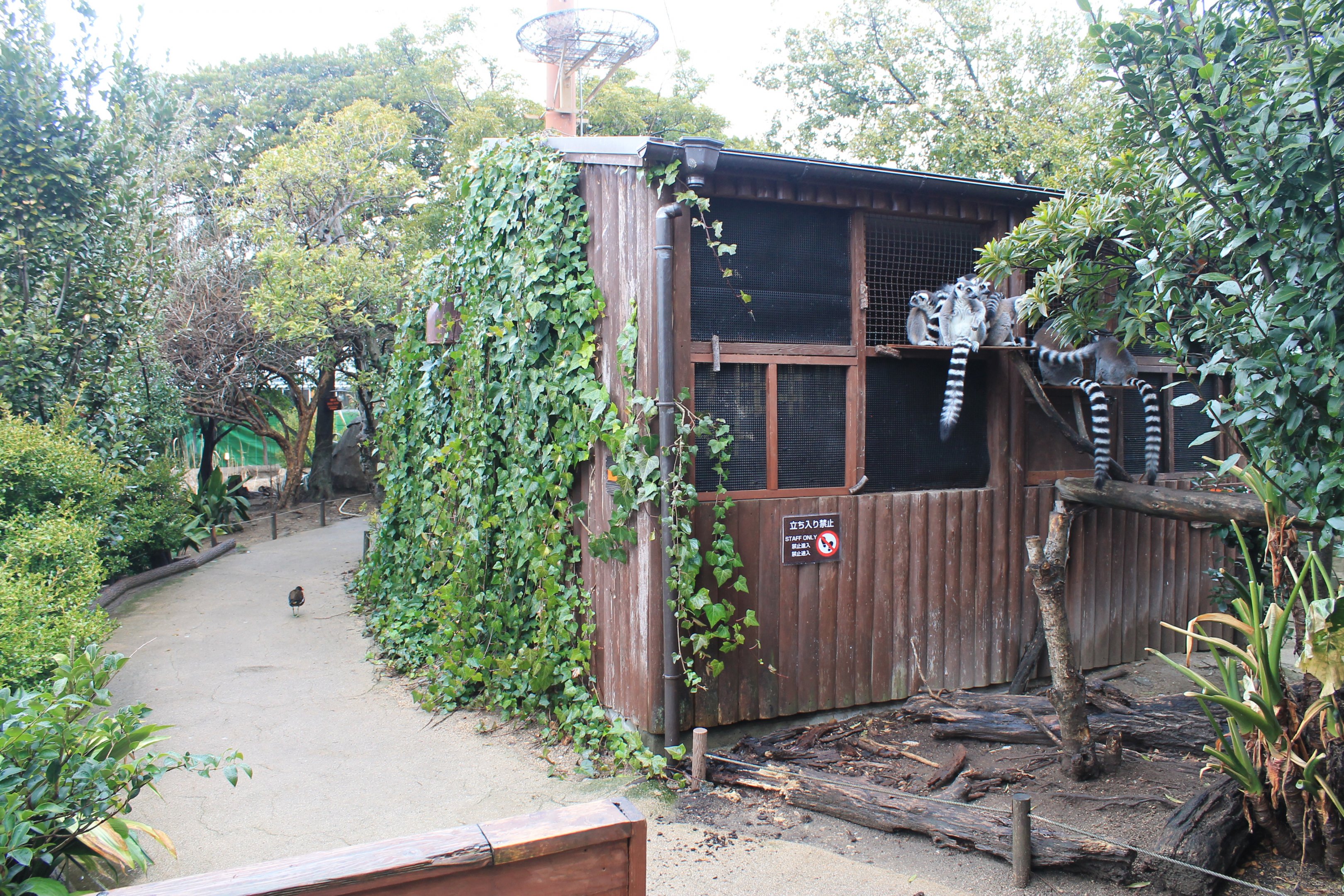 House for the Ring-tailed Lemurs (Lemur catta)