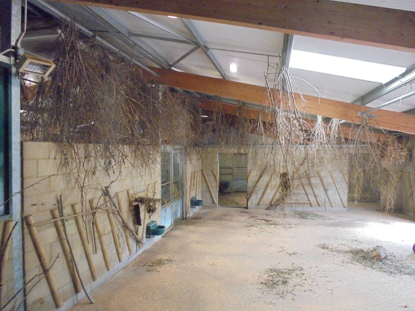 House full of sticks!!  Bongo indoor housing 2015.