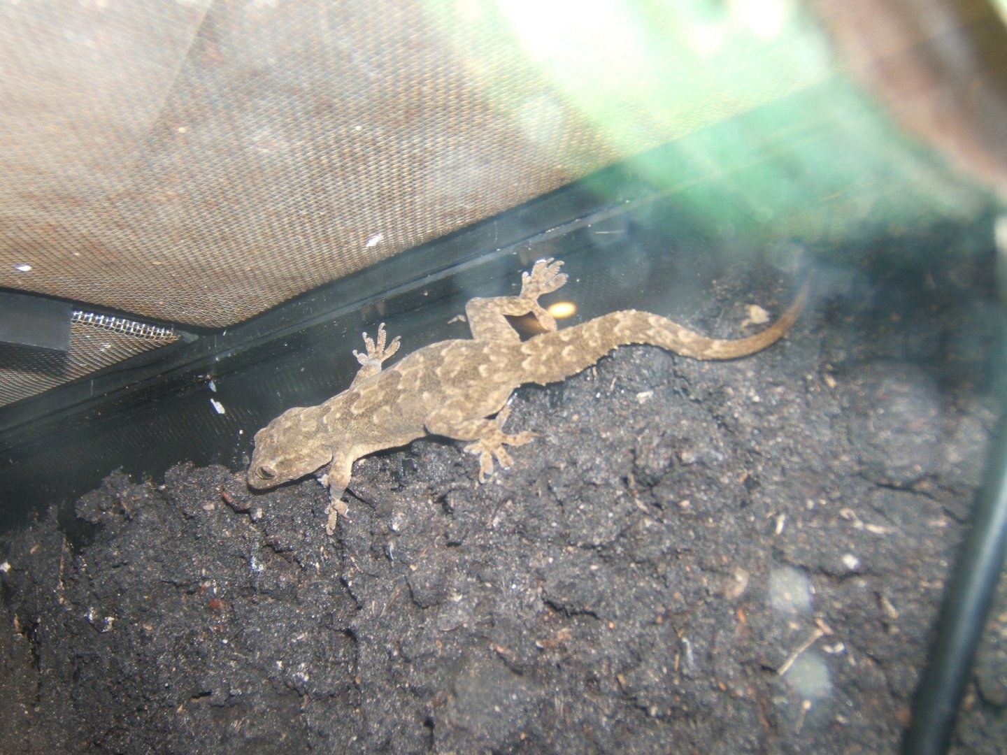 House Gecko 29/07/2017