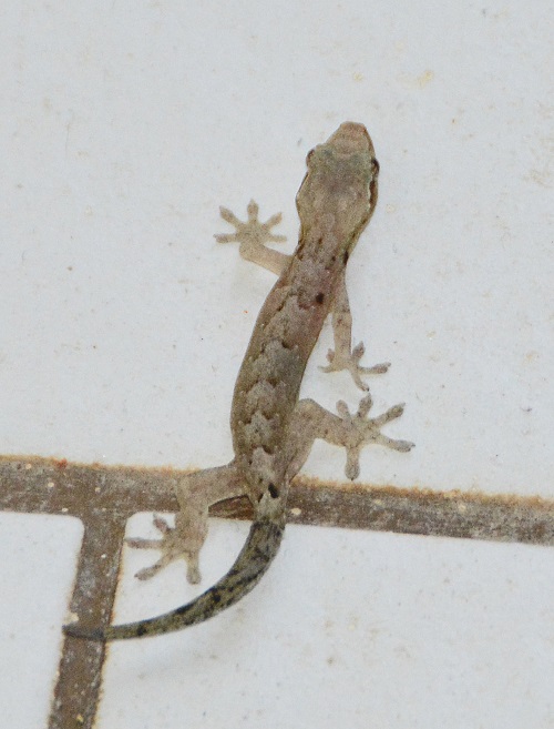 House gecko -- Cook Islands