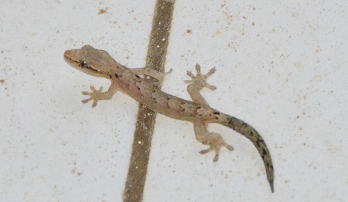 House gecko -- Cook Islands
