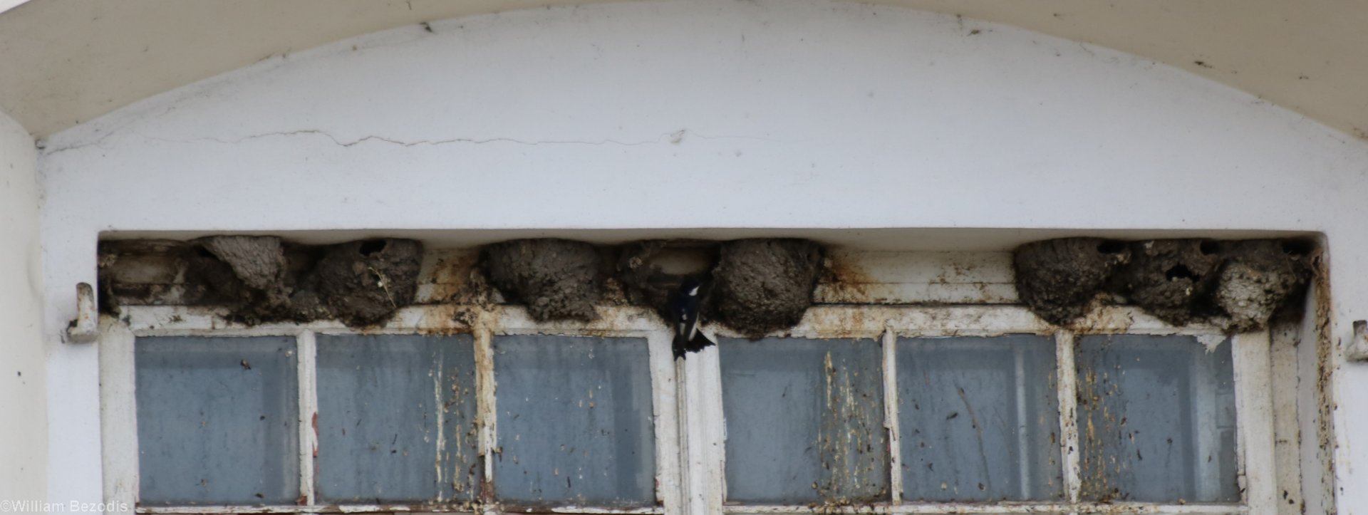 House Martin and Nests - Beibrza National Park