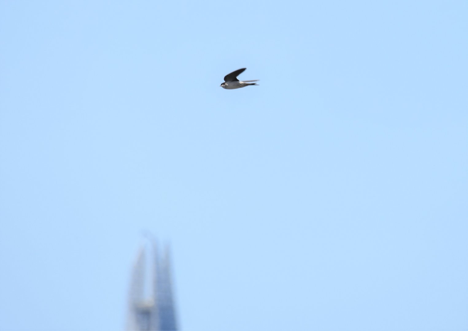 House martin and the Shard