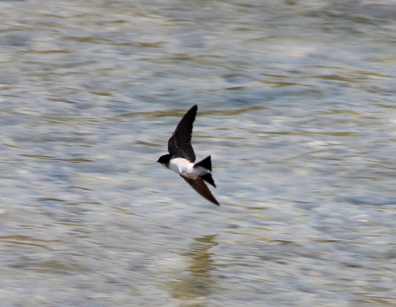House martin